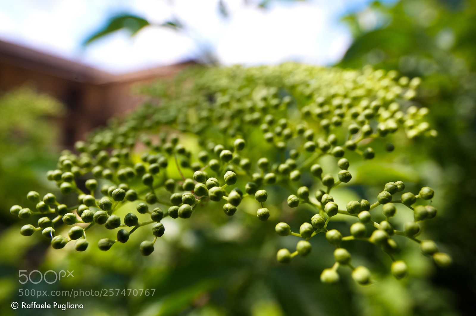Nikon D3 sample photo. Flora photography