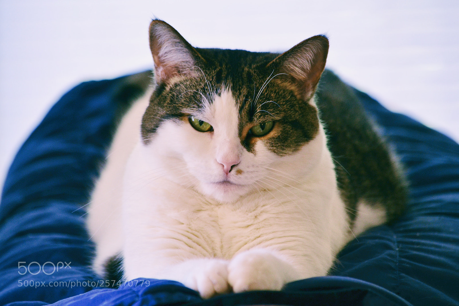 Nikon D5100 sample photo. Judgment day photography