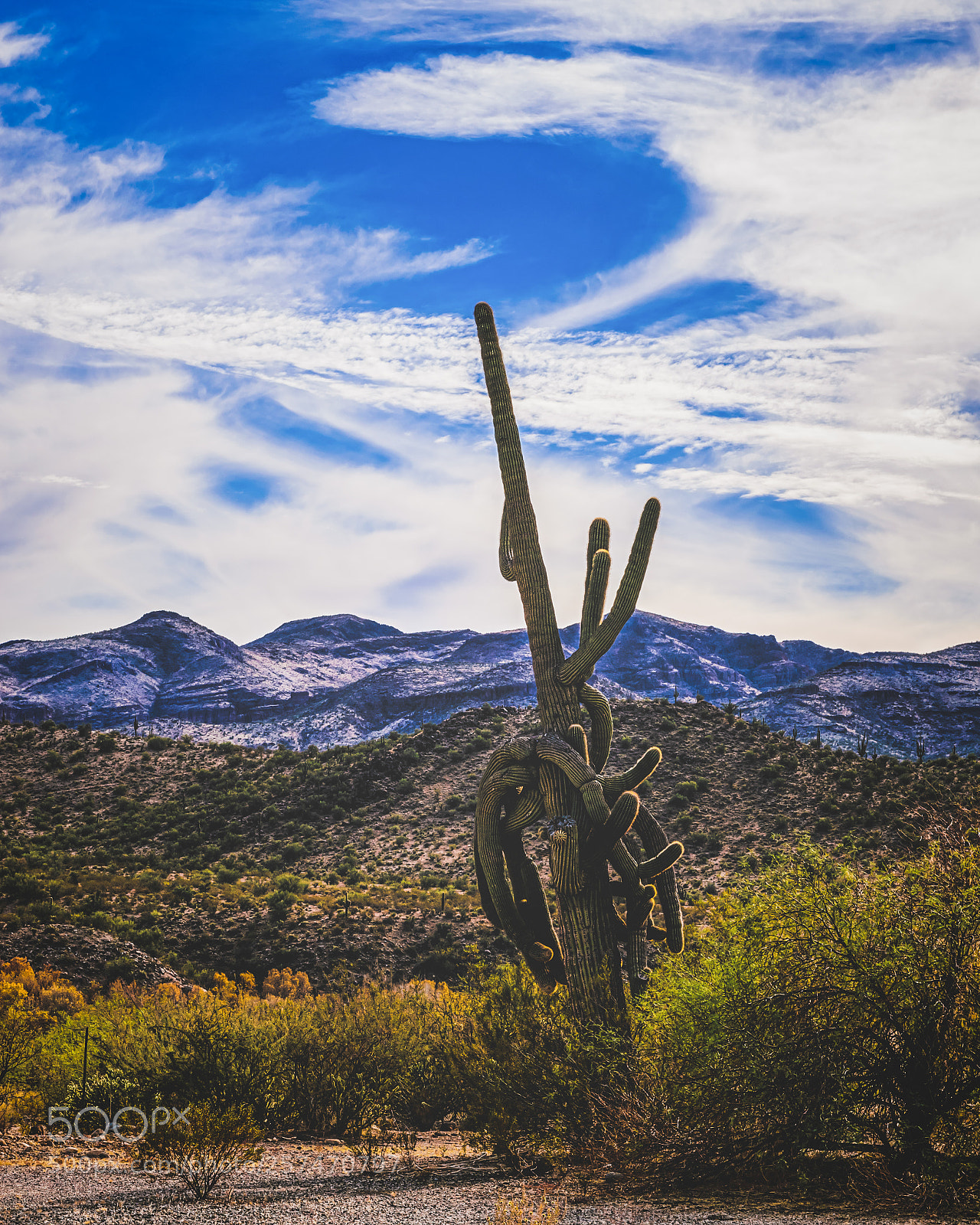 Nikon D5300 sample photo. Leaning saguaro photography
