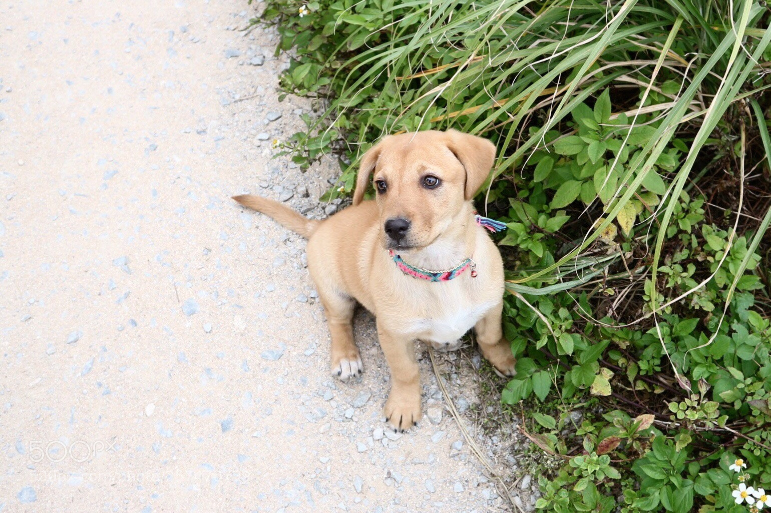 Canon EOS M10 sample photo. Beloved dog♡ photography