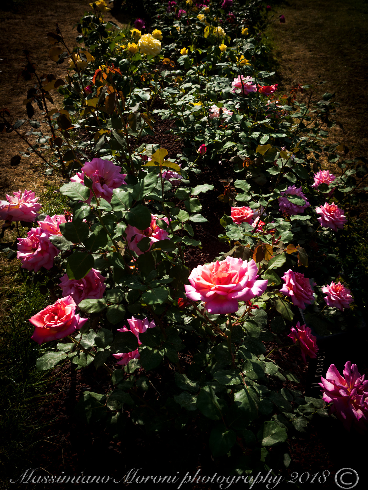 Pentax K20D sample photo. Euroflora 2018 roses photography