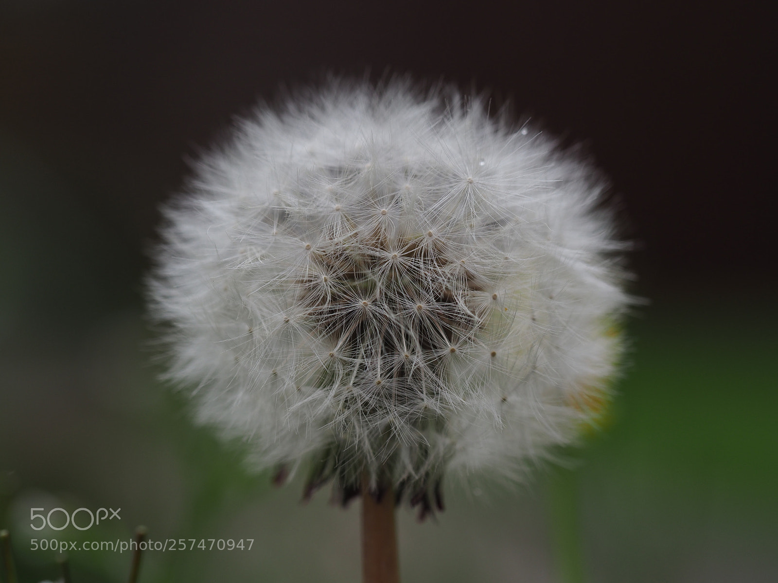 Olympus OM-D E-M1 Mark II sample photo. Dandelion head photography
