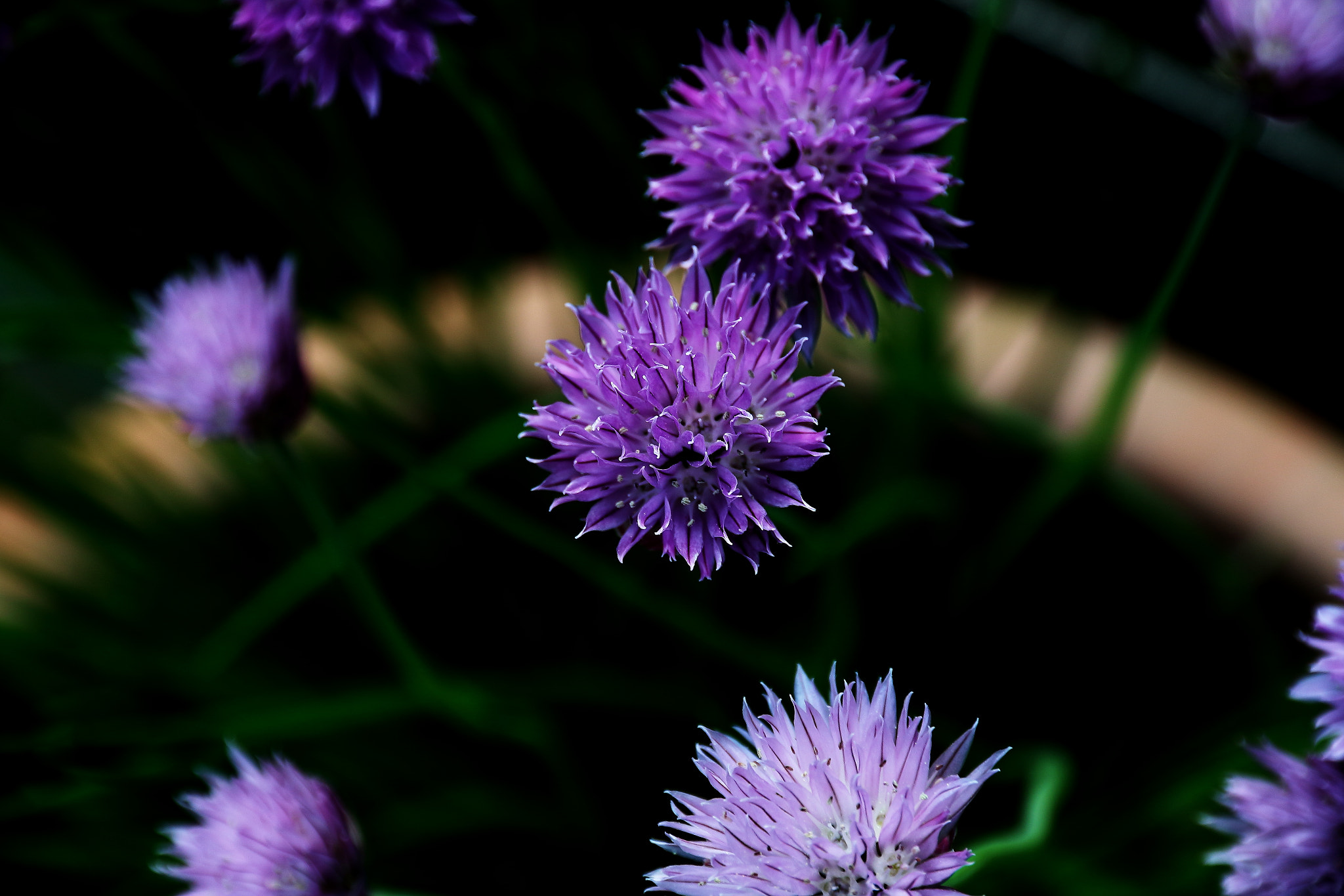 Canon EOS 7D Mark II sample photo. Chives photography