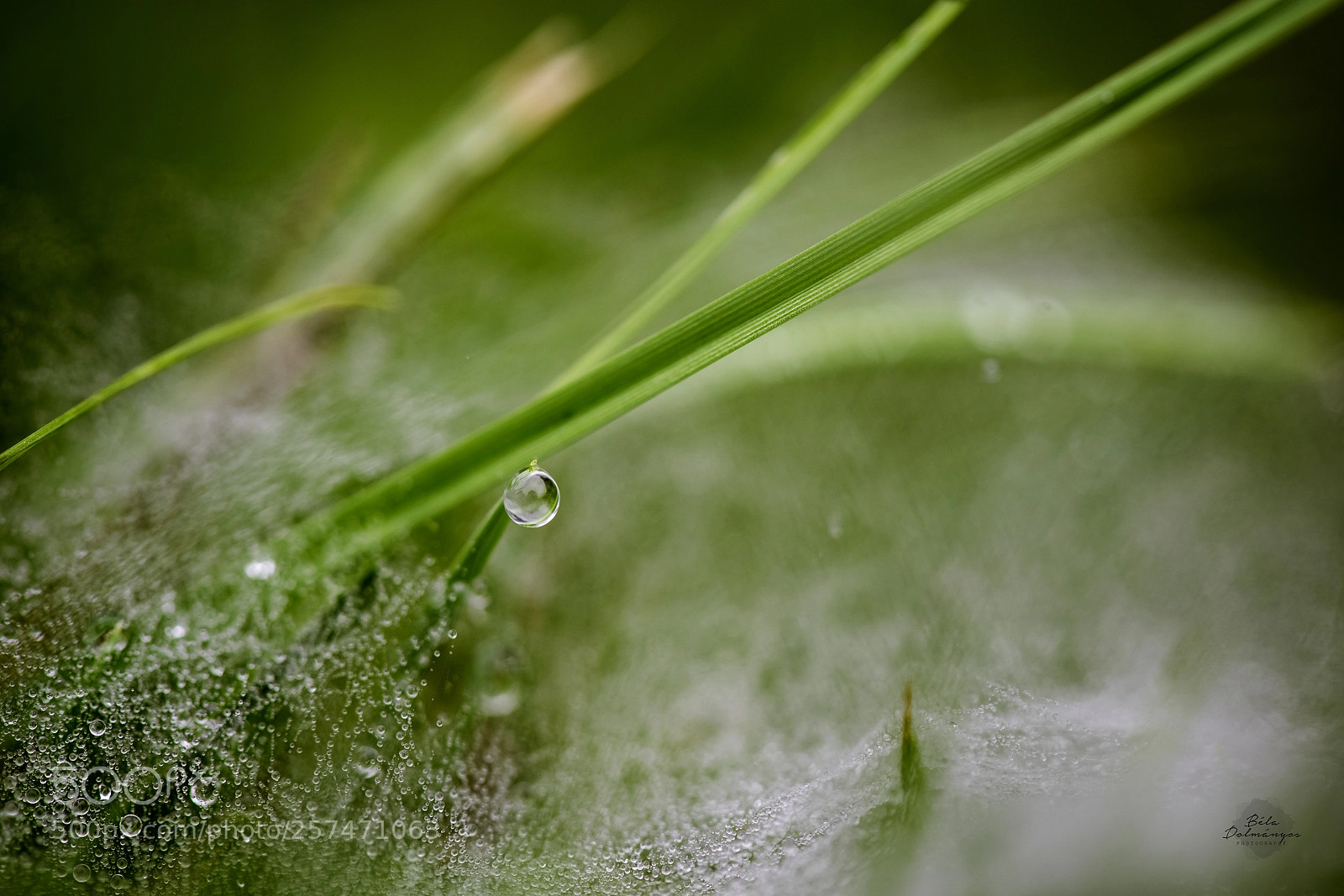 Nikon D810 sample photo. After the rain photography