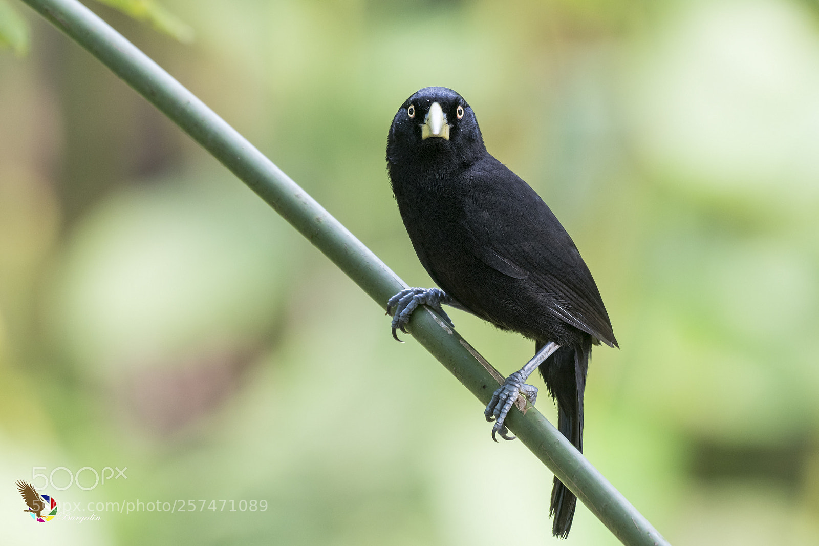 Nikon D500 sample photo. Yellow-billed cacique photography