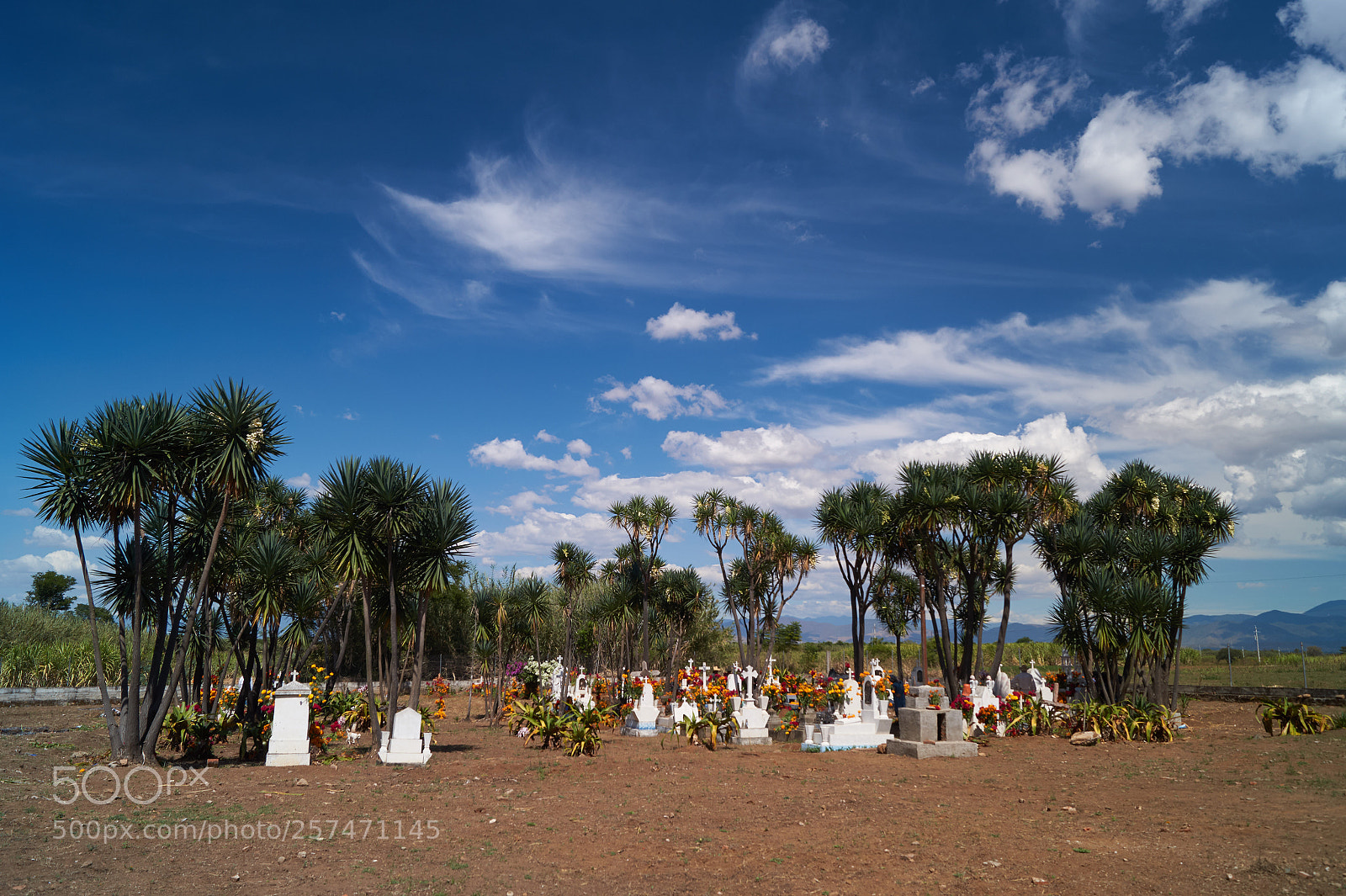 Sony SLT-A58 sample photo. Pante n de paso photography