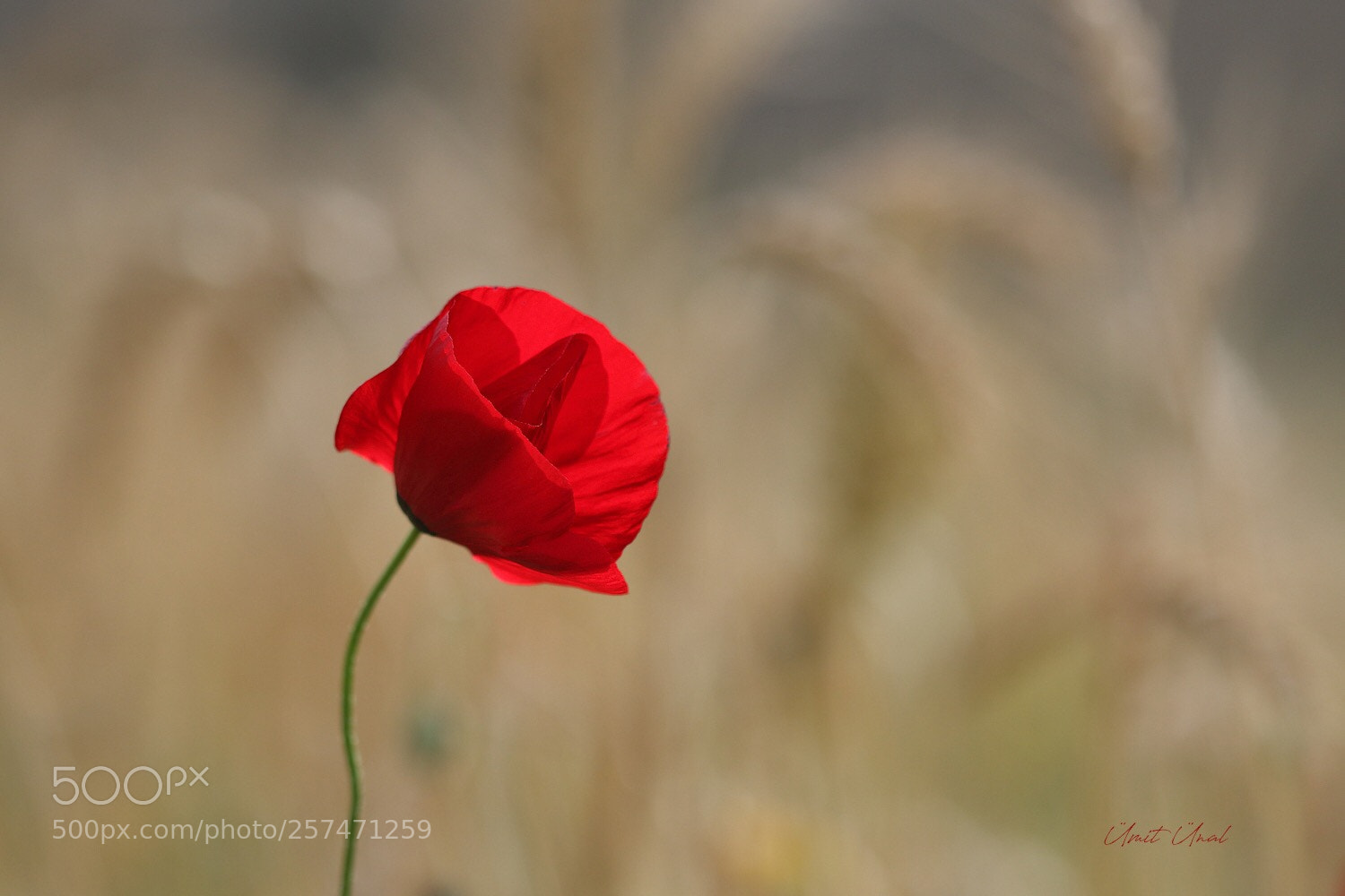 Canon EOS 7D Mark II sample photo. P o p p photography