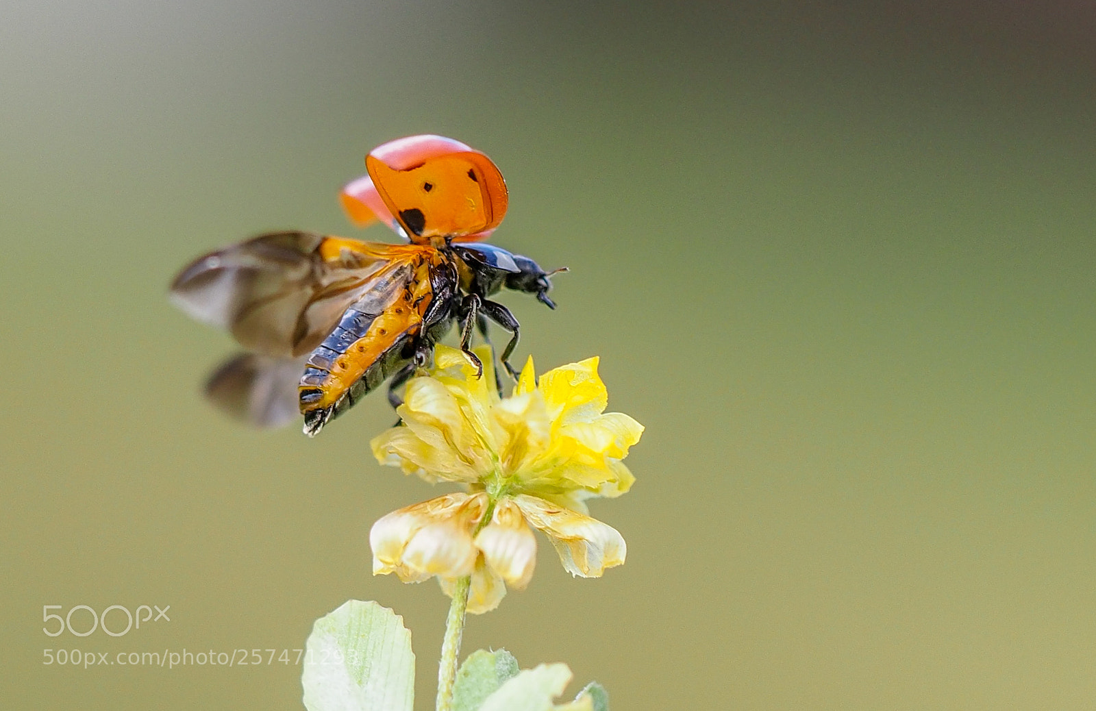 Olympus OM-D E-M1 Mark II sample photo. Ladybug photography