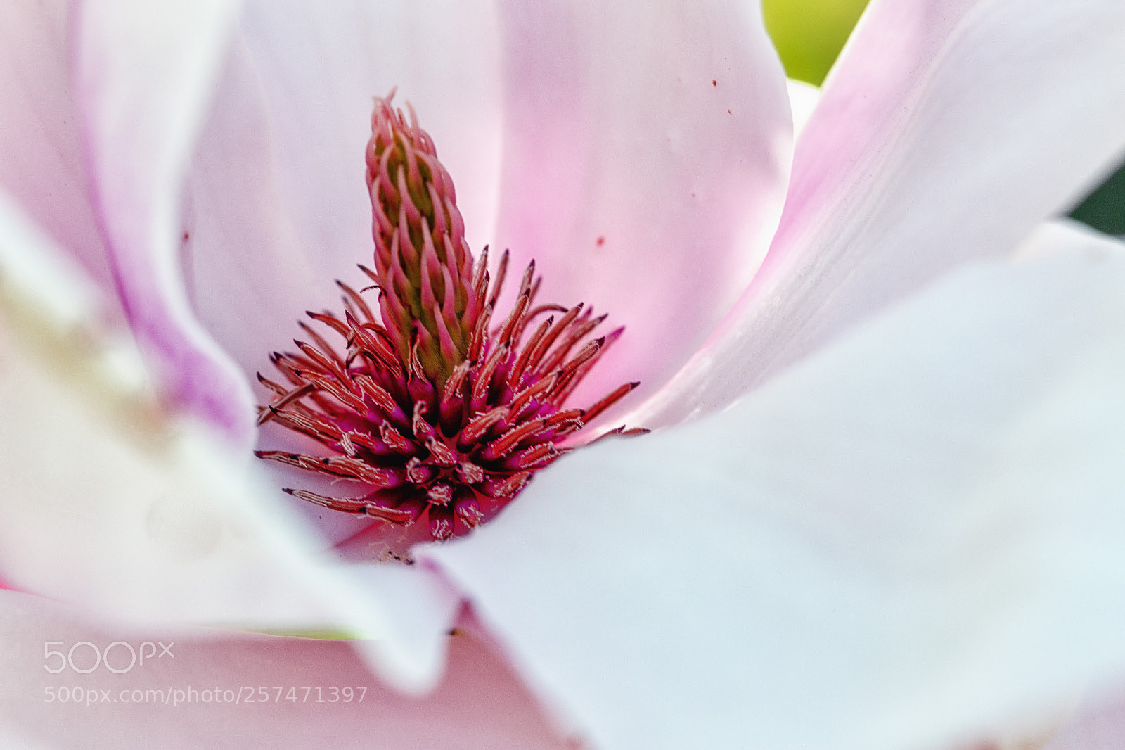 Canon EOS 6D sample photo. Pink photography