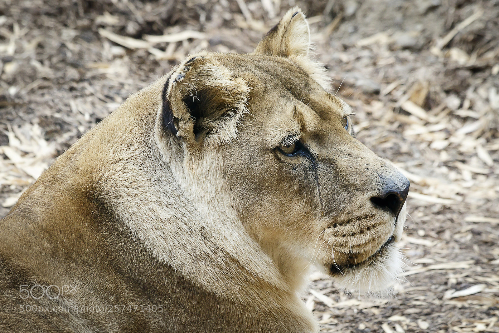 Canon EOS 7D Mark II sample photo. Lioness photography