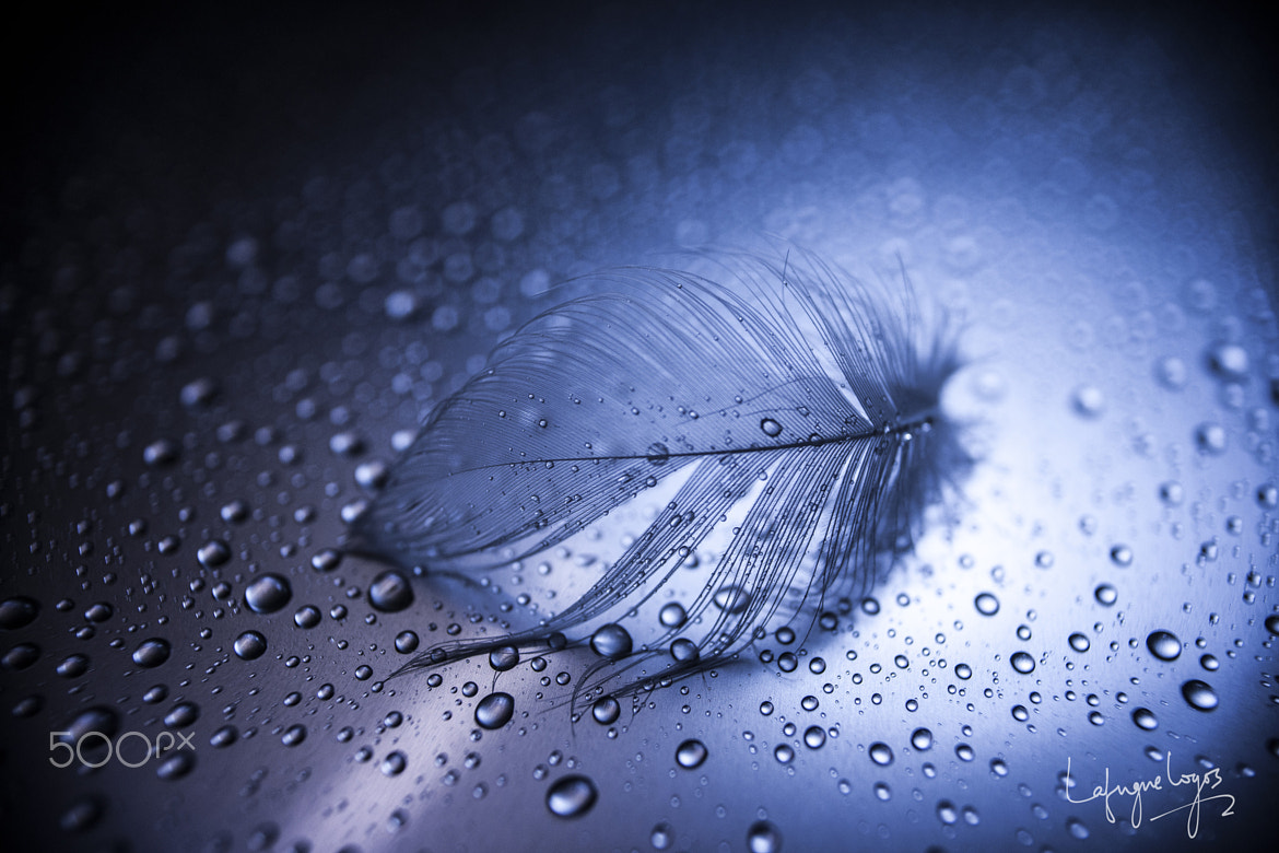 Lafugue Logos (lafuguelogos) Photos / 500px