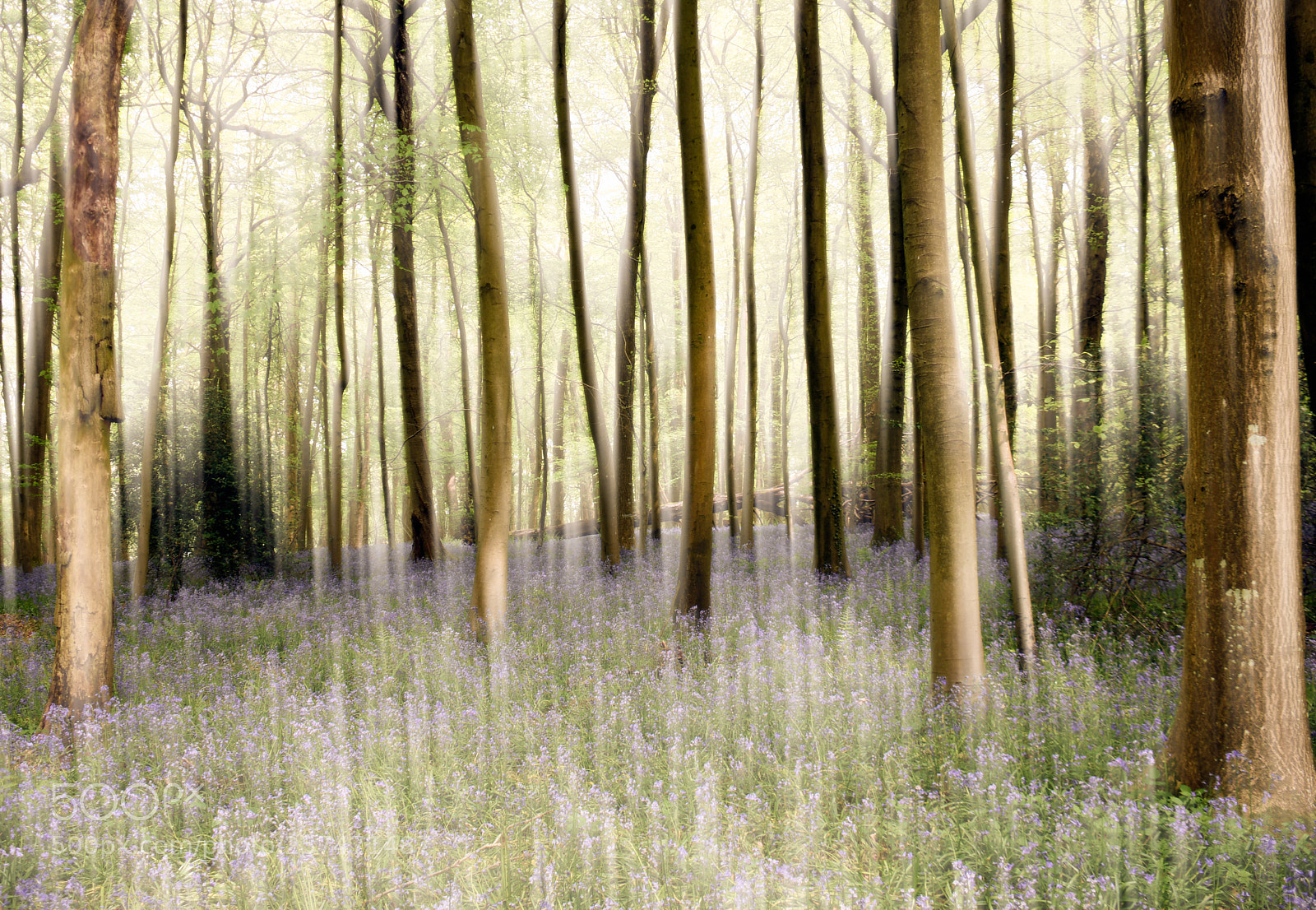 Nikon D500 sample photo. Bluebell wood photography