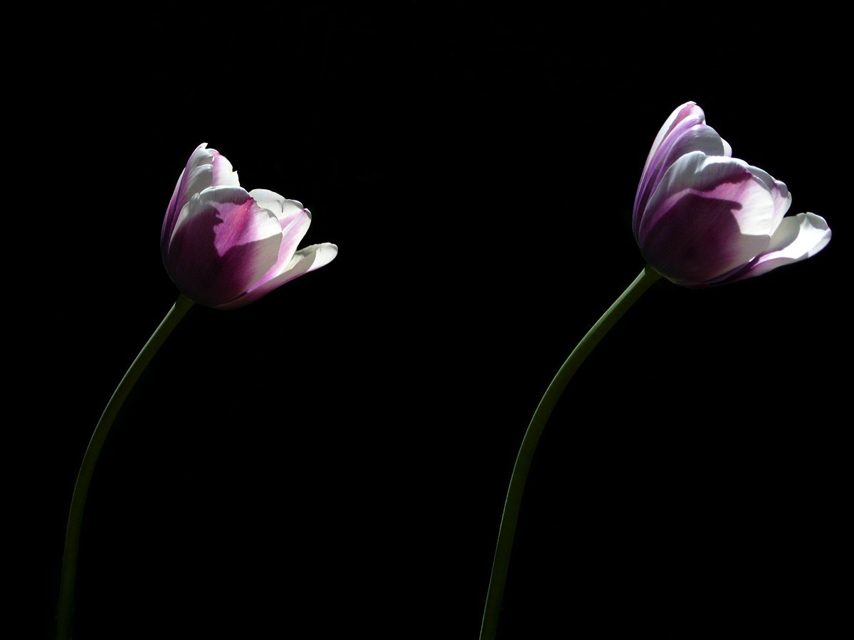 Canon PowerShot A3000 IS sample photo. Twins photography