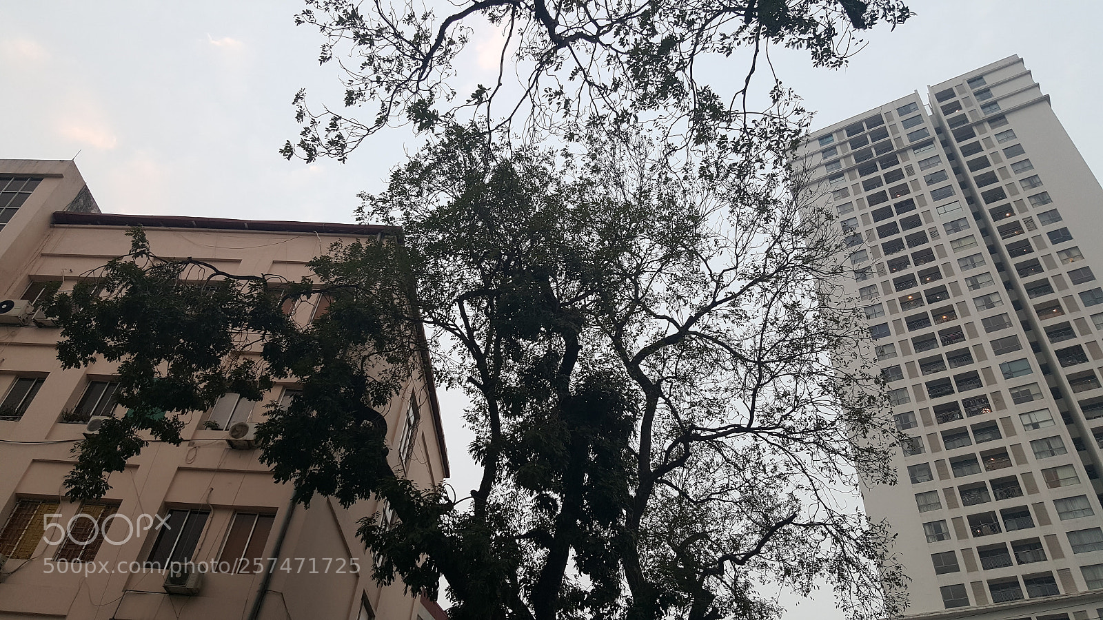 Samsung Galaxy Note5 sample photo. Vya photography