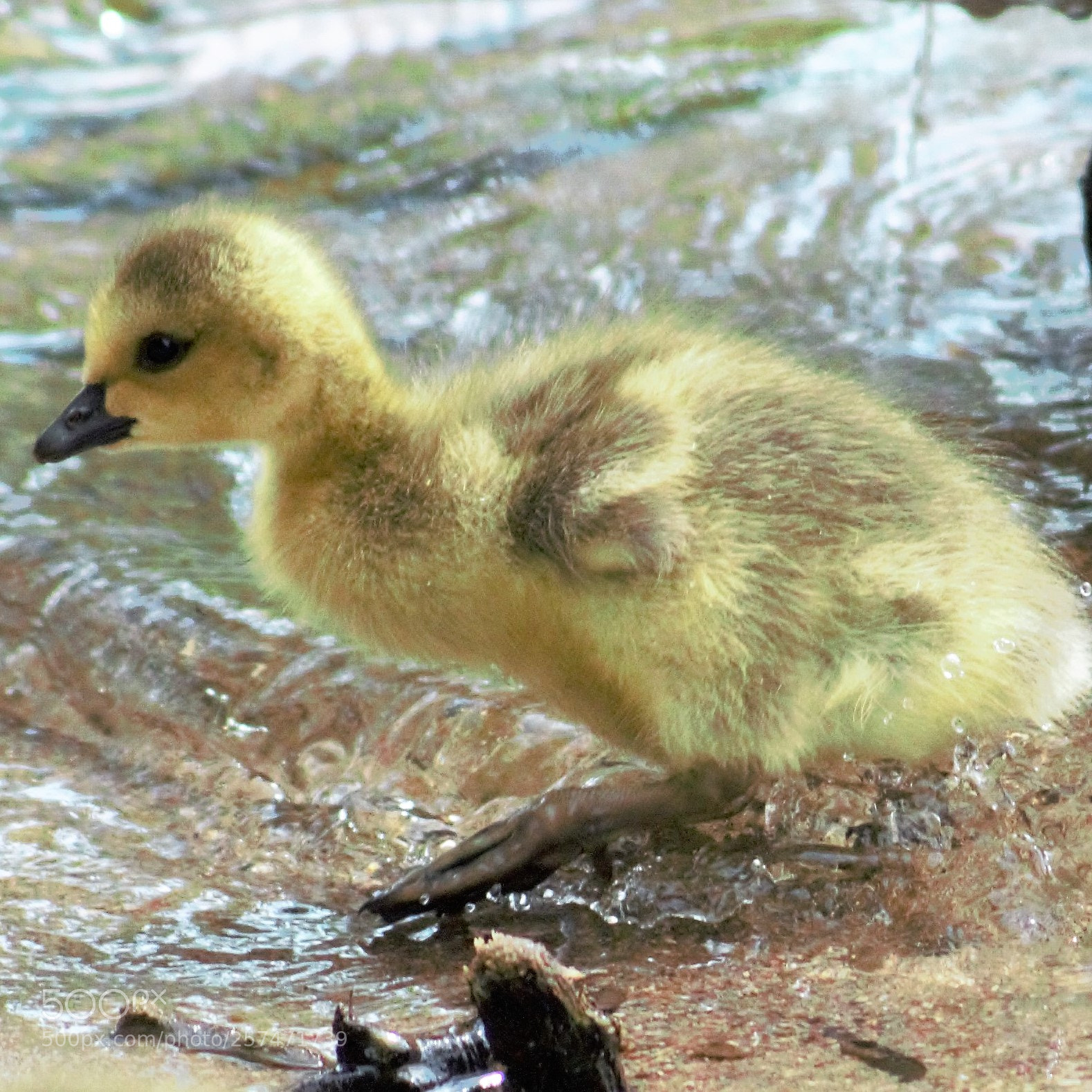 Canon EOS 100D (EOS Rebel SL1 / EOS Kiss X7) sample photo. A gosling photography