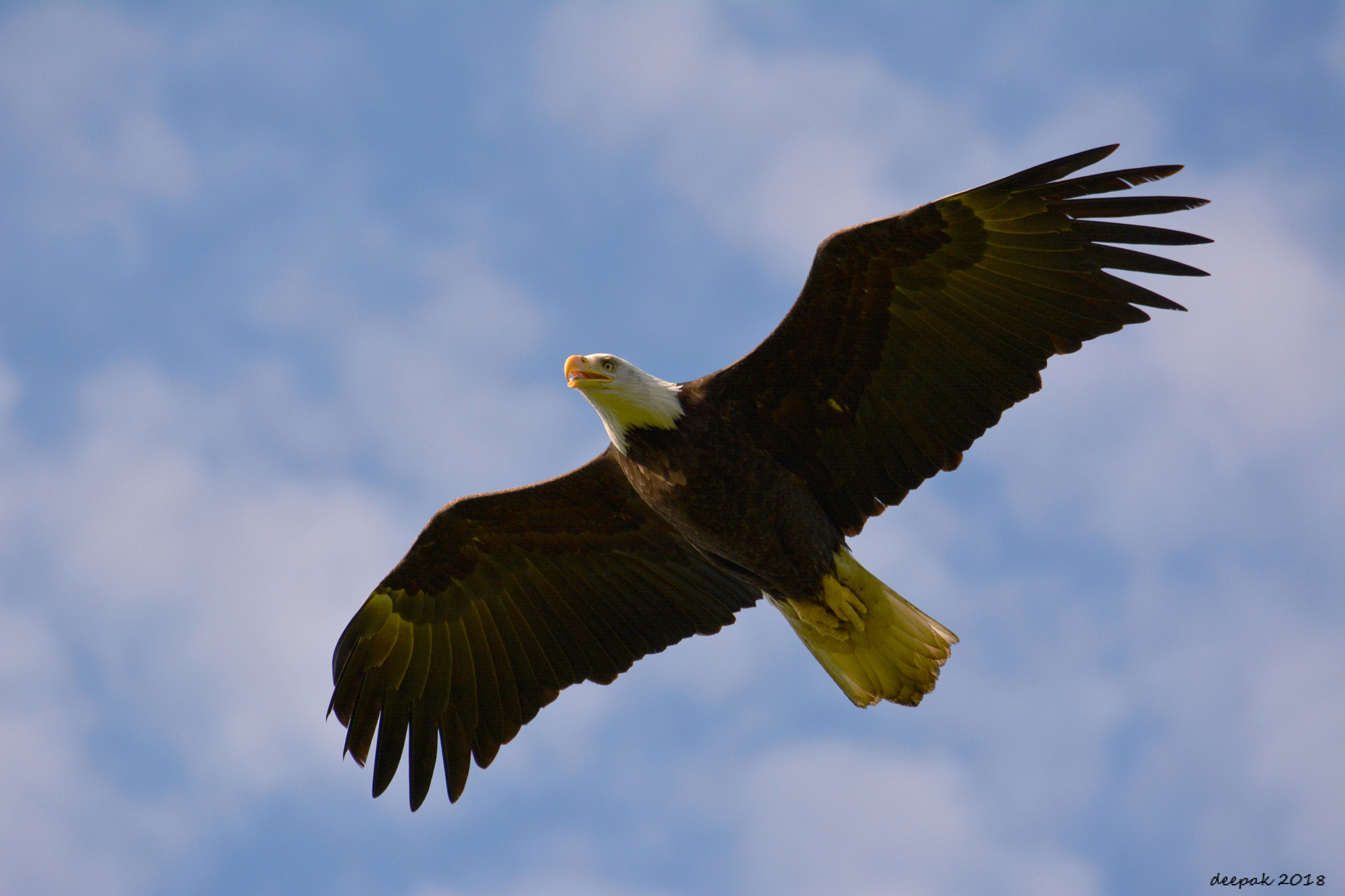 Nikon D5200 sample photo. American eagle photography