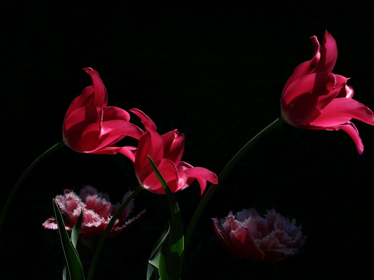 Canon PowerShot A3000 IS sample photo. Red tulips photography