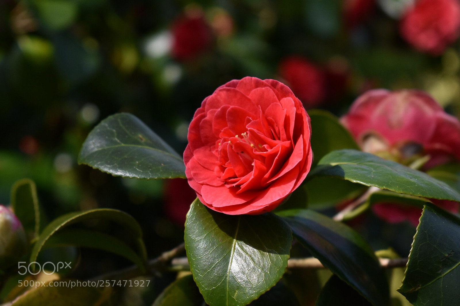 Nikon D3400 sample photo. Red flower  photography