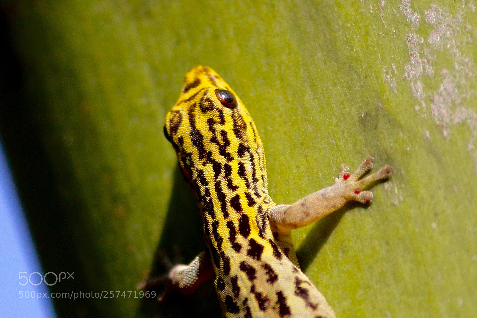 Canon EOS 60D sample photo. Lygodactylus picturatus photography