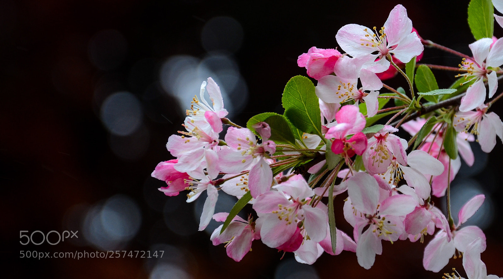 Nikon D7000 sample photo. Blossom photography