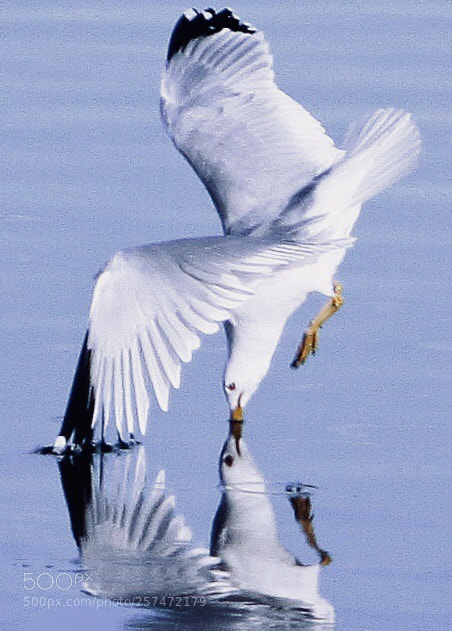 Canon EOS 50D sample photo. Reflection photography