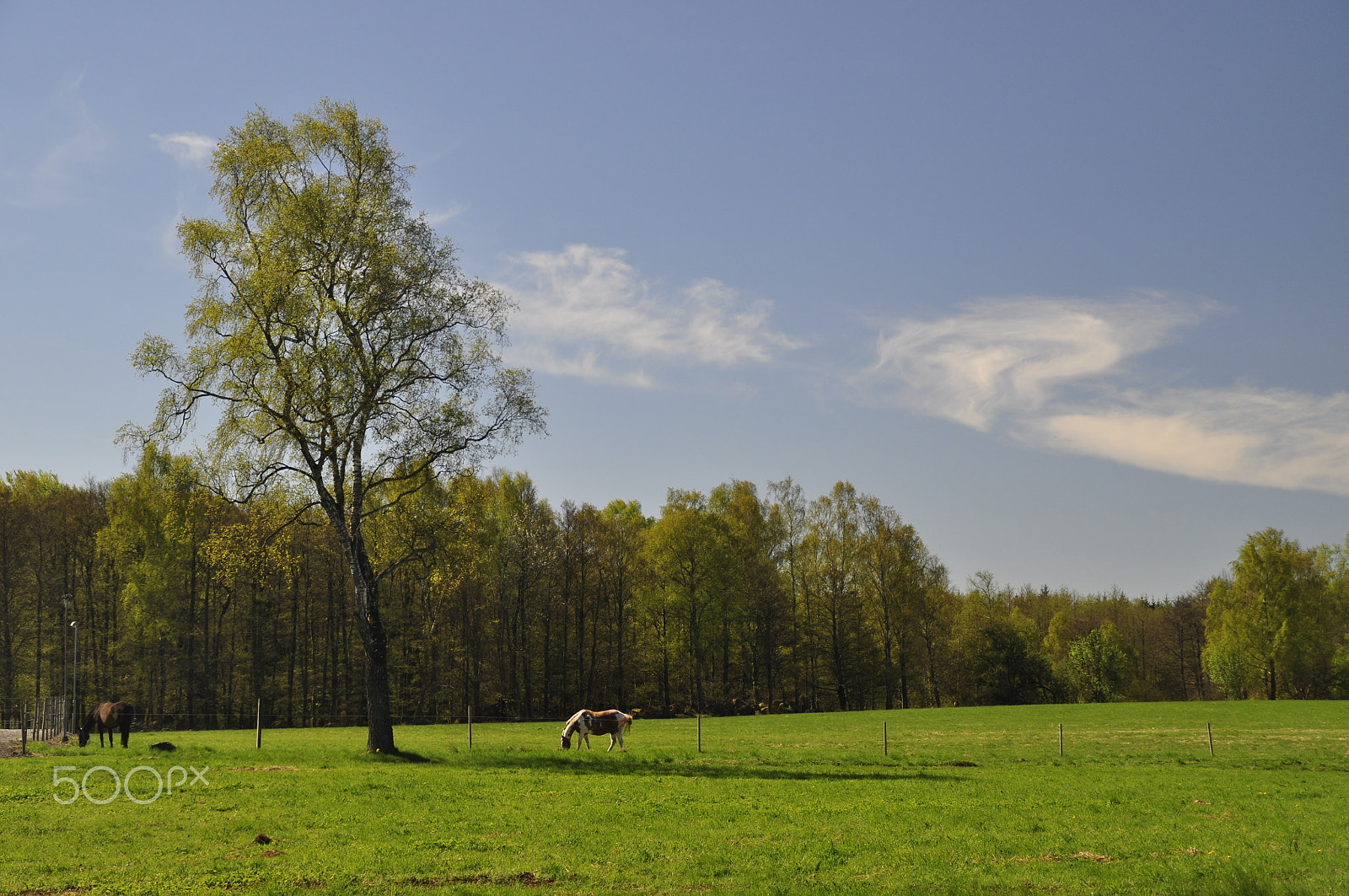 Nikon D5000 sample photo. Öpna landskap photography