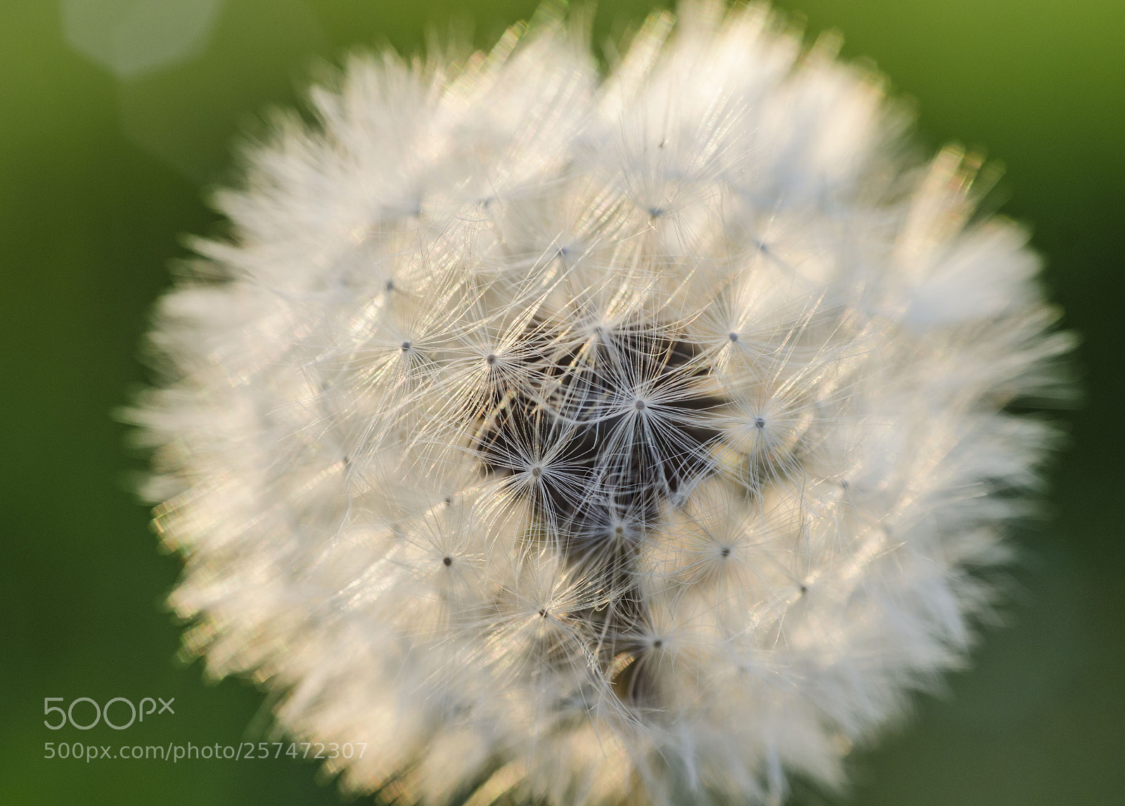 Nikon D5100 sample photo. White photography