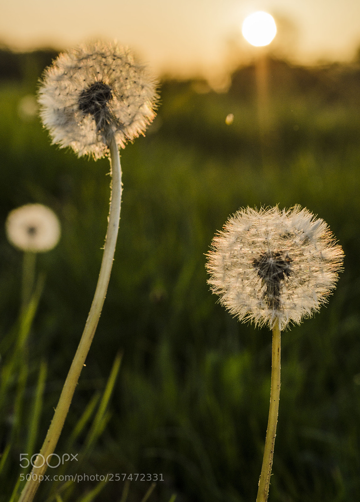 Nikon D5100 sample photo. Sunbathing photography
