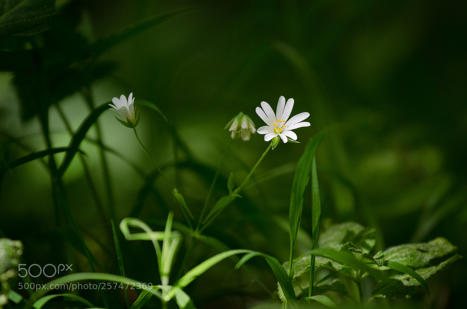 Nikon D7000 sample photo. Forest flower photography