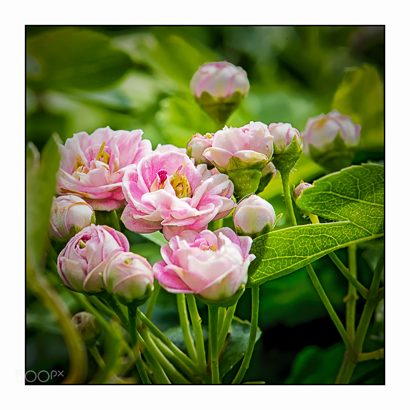 Nikon D610 sample photo. Aubépine rose photography
