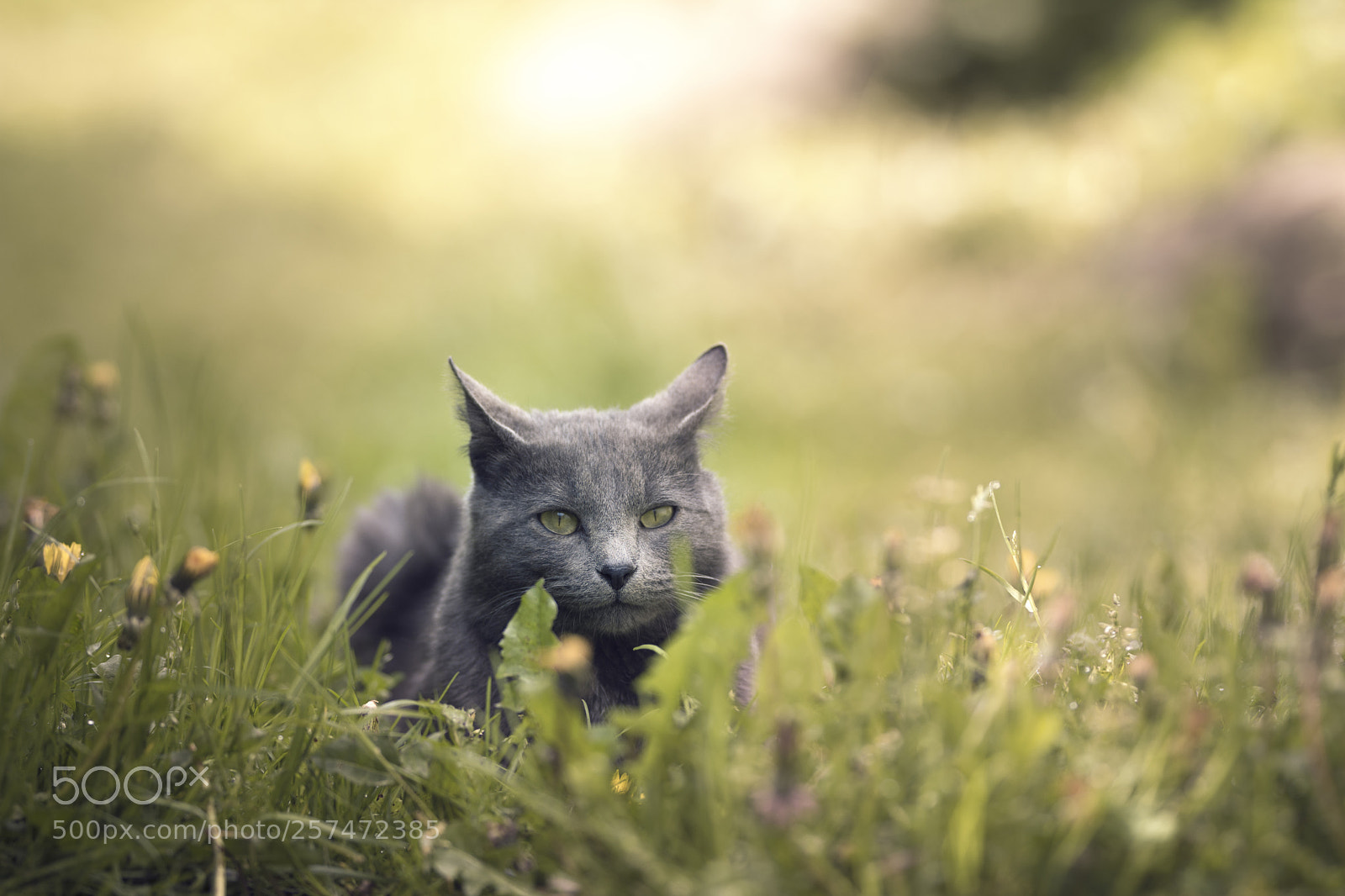 Nikon D7200 sample photo. Cat on the grass photography