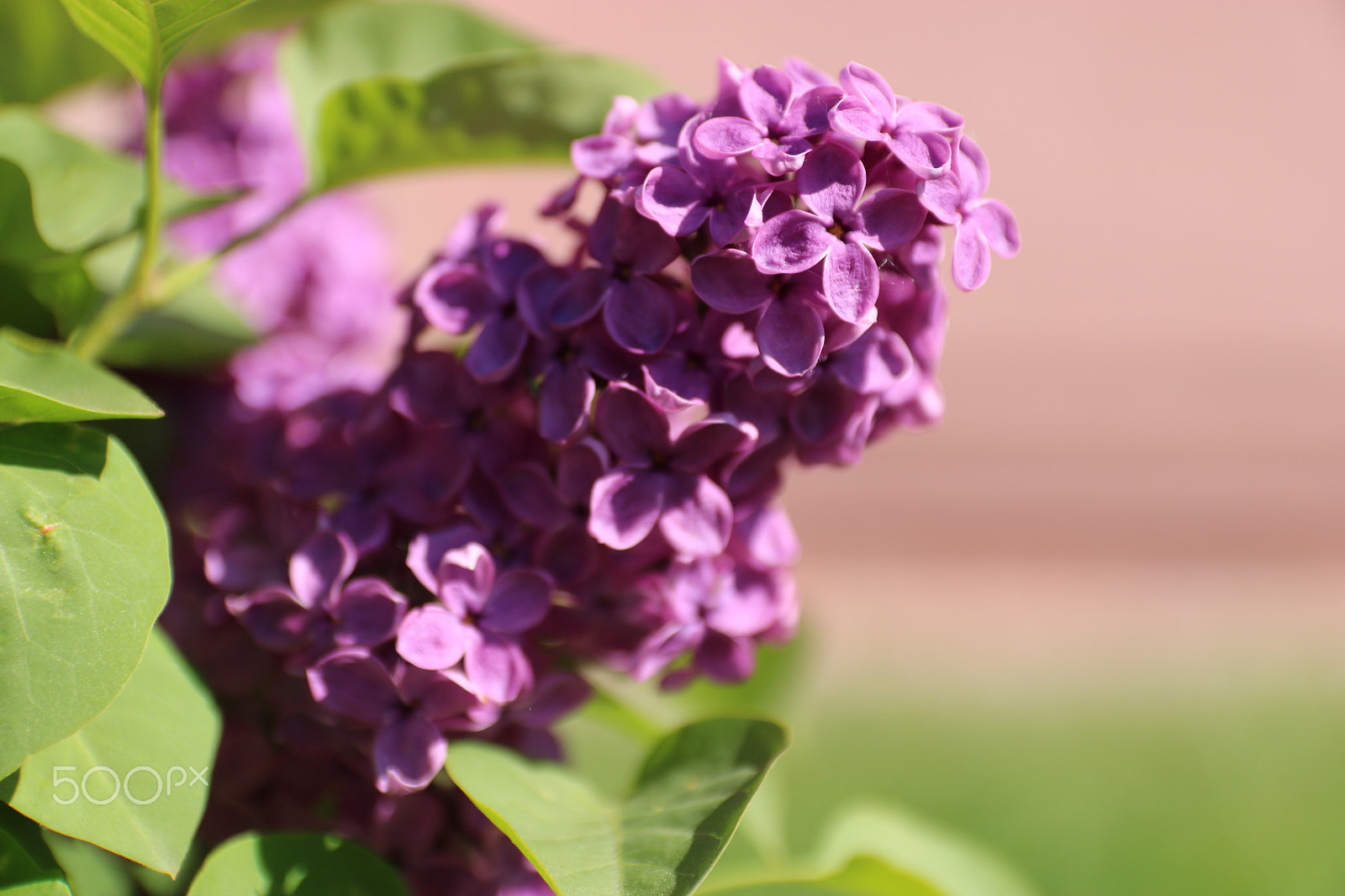Canon EF-S 17-55mm F2.8 IS USM sample photo. Img photography