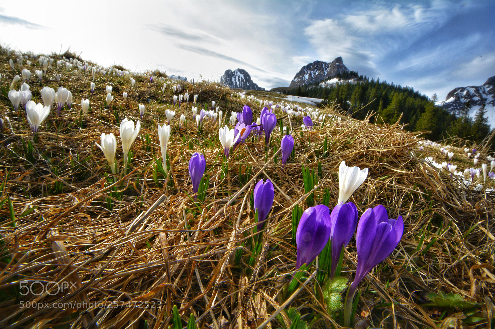 Nikon D7100 sample photo. Krokus photography