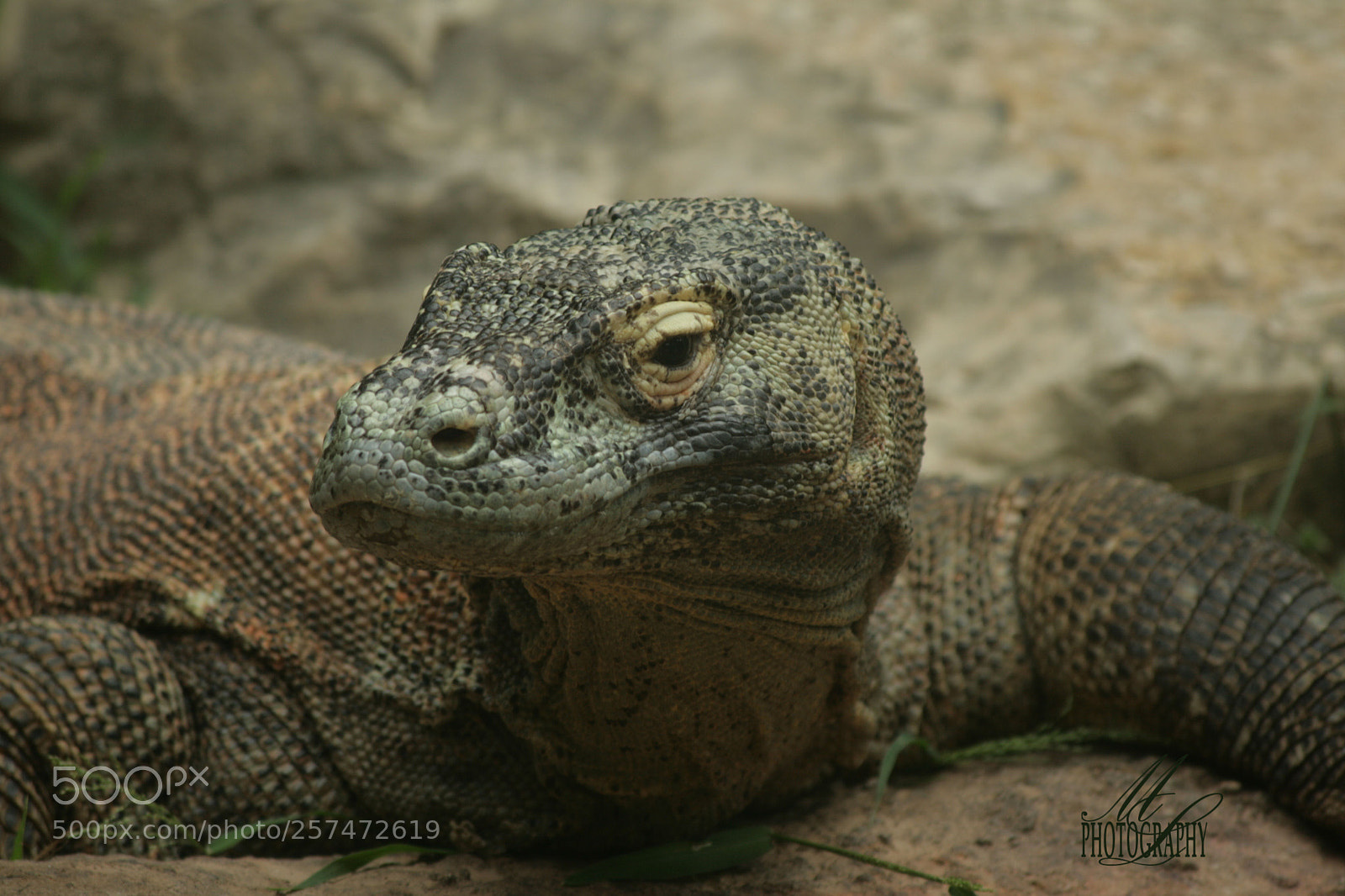 Canon EOS 400D (EOS Digital Rebel XTi / EOS Kiss Digital X) sample photo. Reptile photography
