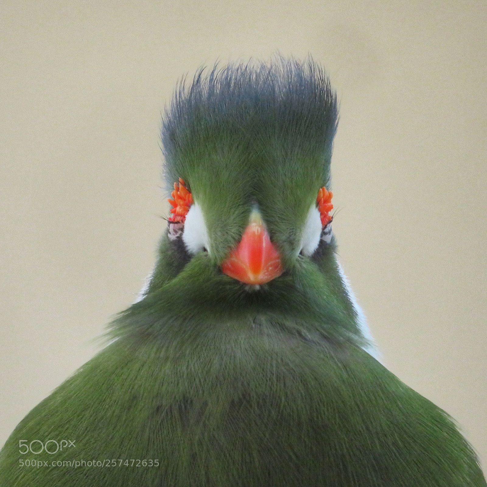 Canon PowerShot SX720 HS sample photo. Green crested turaco photography