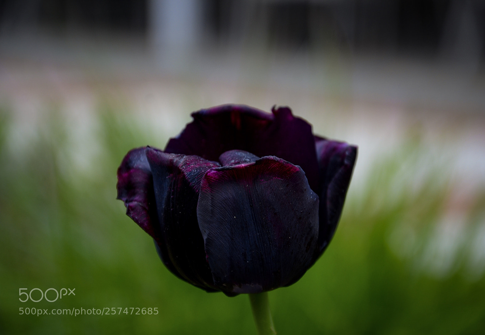 Nikon D7000 sample photo. Dark prince  photography