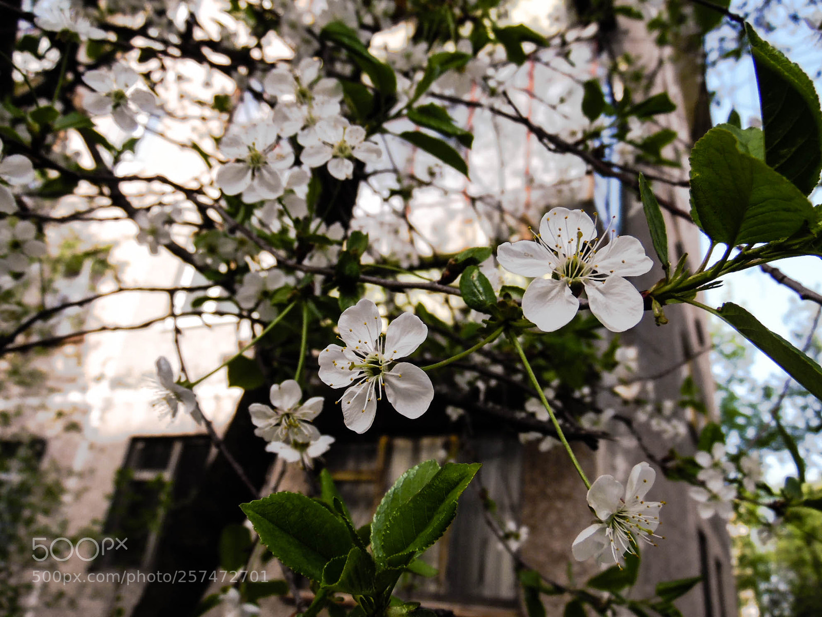 Samsung WB1100F/WB1101F/WB1102F sample photo. () photography