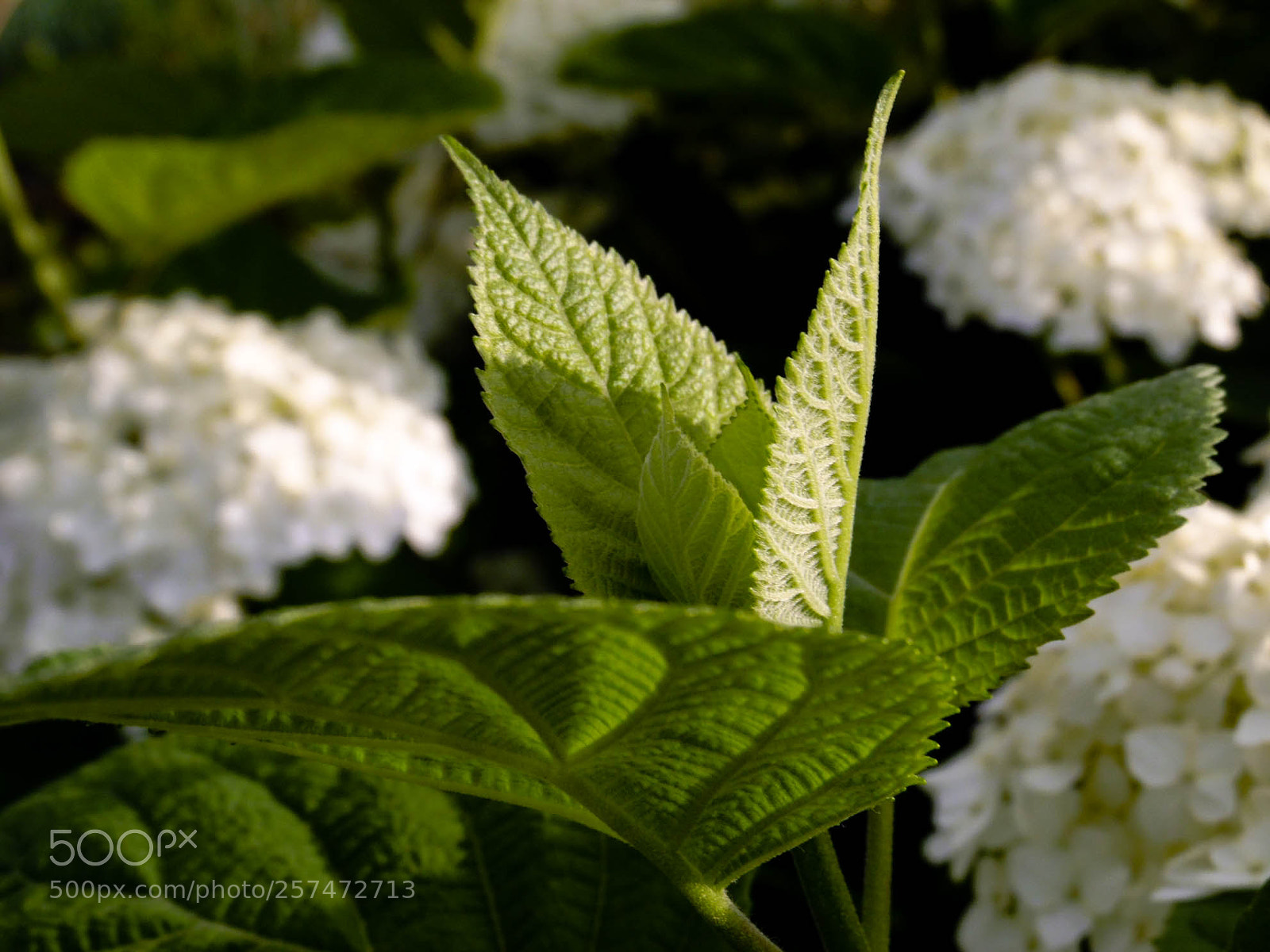 Samsung WB1100F/WB1101F/WB1102F sample photo. () photography