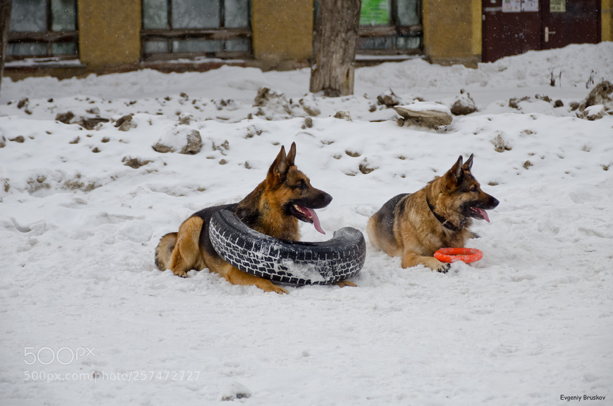 Nikon D7000 sample photo. Песики photography