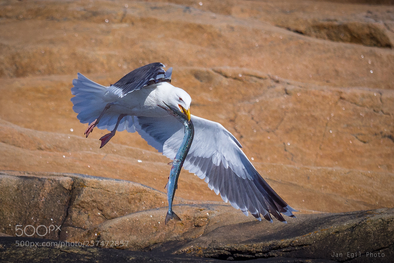 Olympus OM-D E-M1 Mark II sample photo. Seagull photography