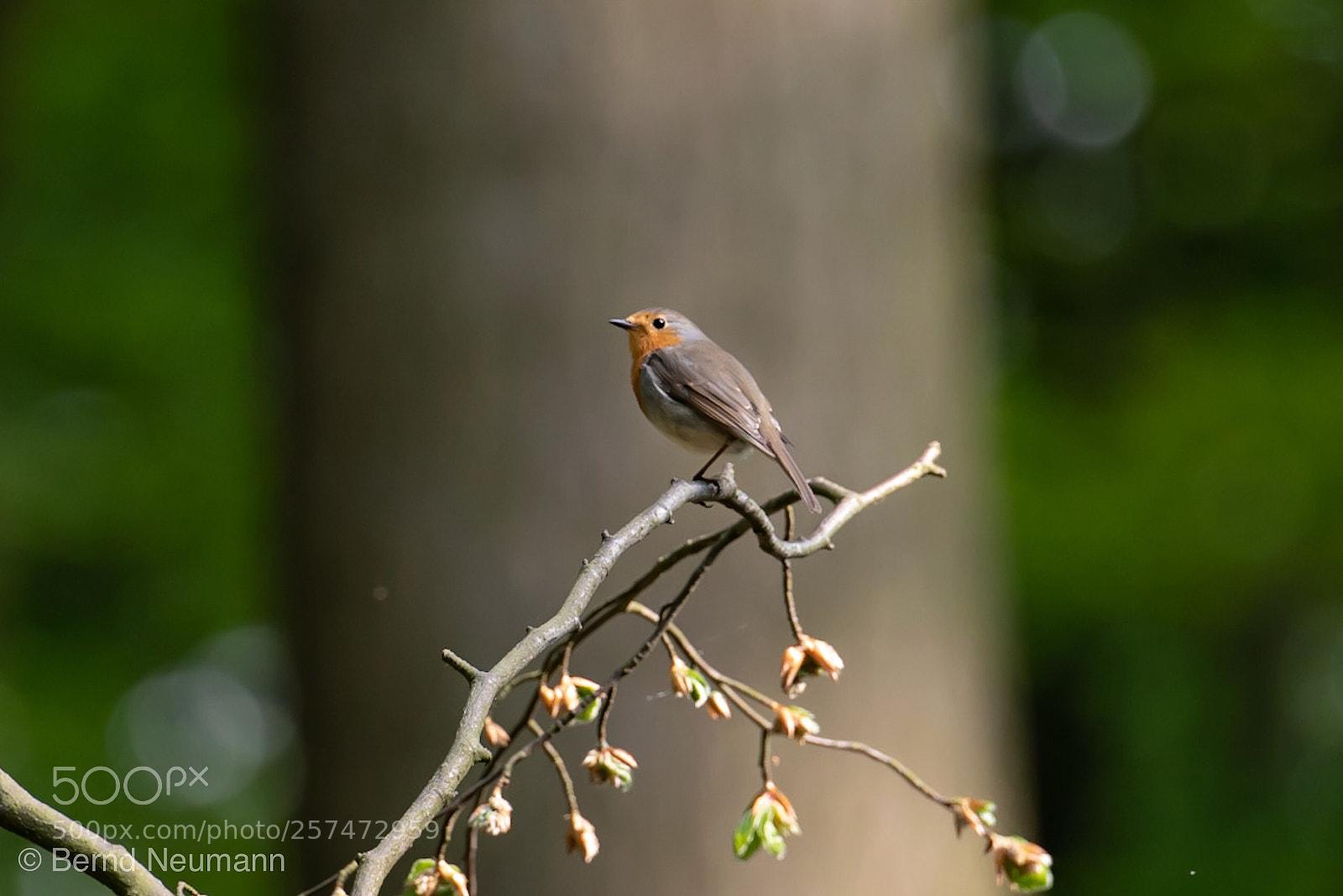 Nikon D750 sample photo. Schöner pieper photography