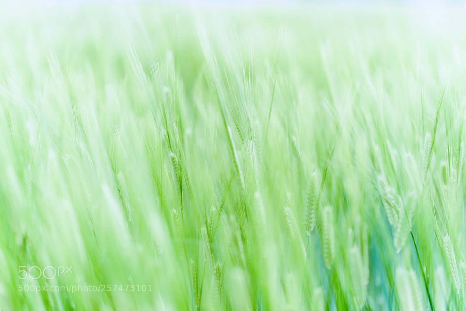 Nikon D810 sample photo. Feel the wind photography