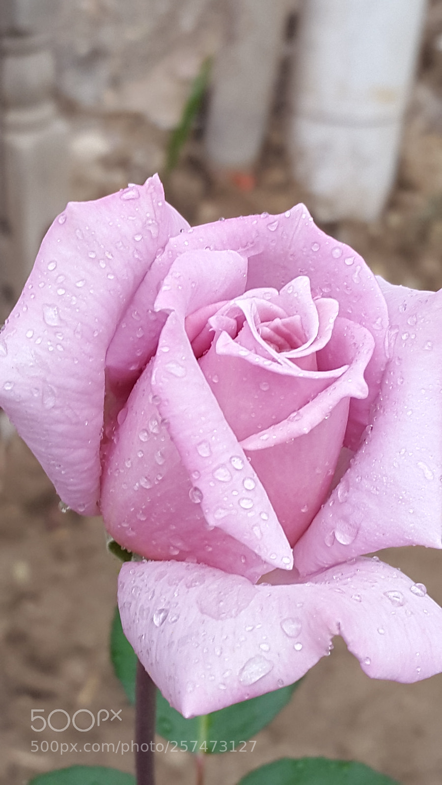 Samsung Galaxy S5 sample photo. Untitled photography