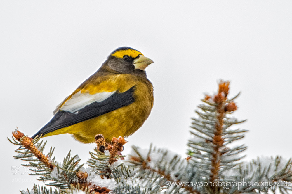 Nikon D500 sample photo. Fluffed for winter photography