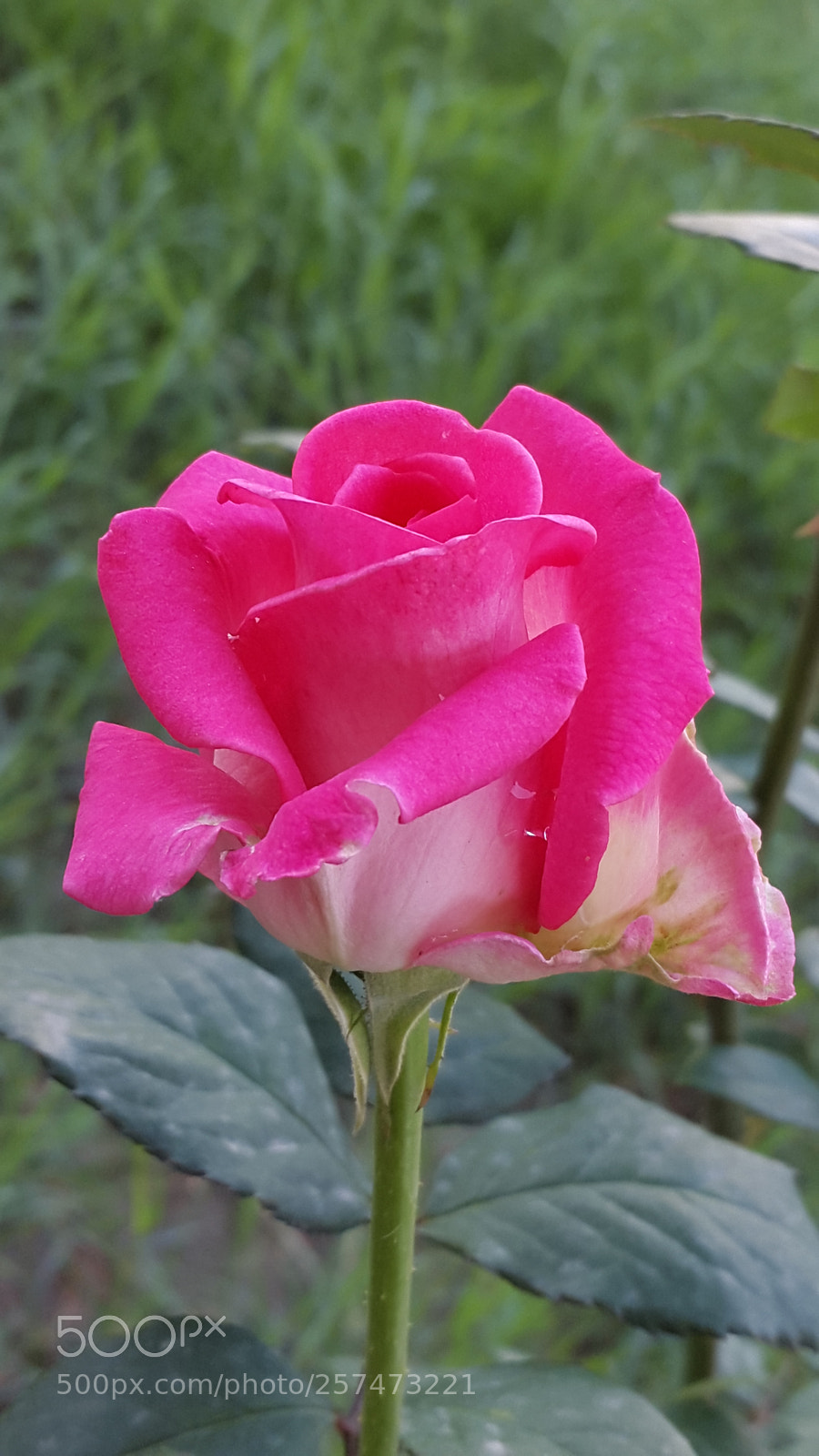 Samsung Galaxy S5 sample photo. Untitled photography