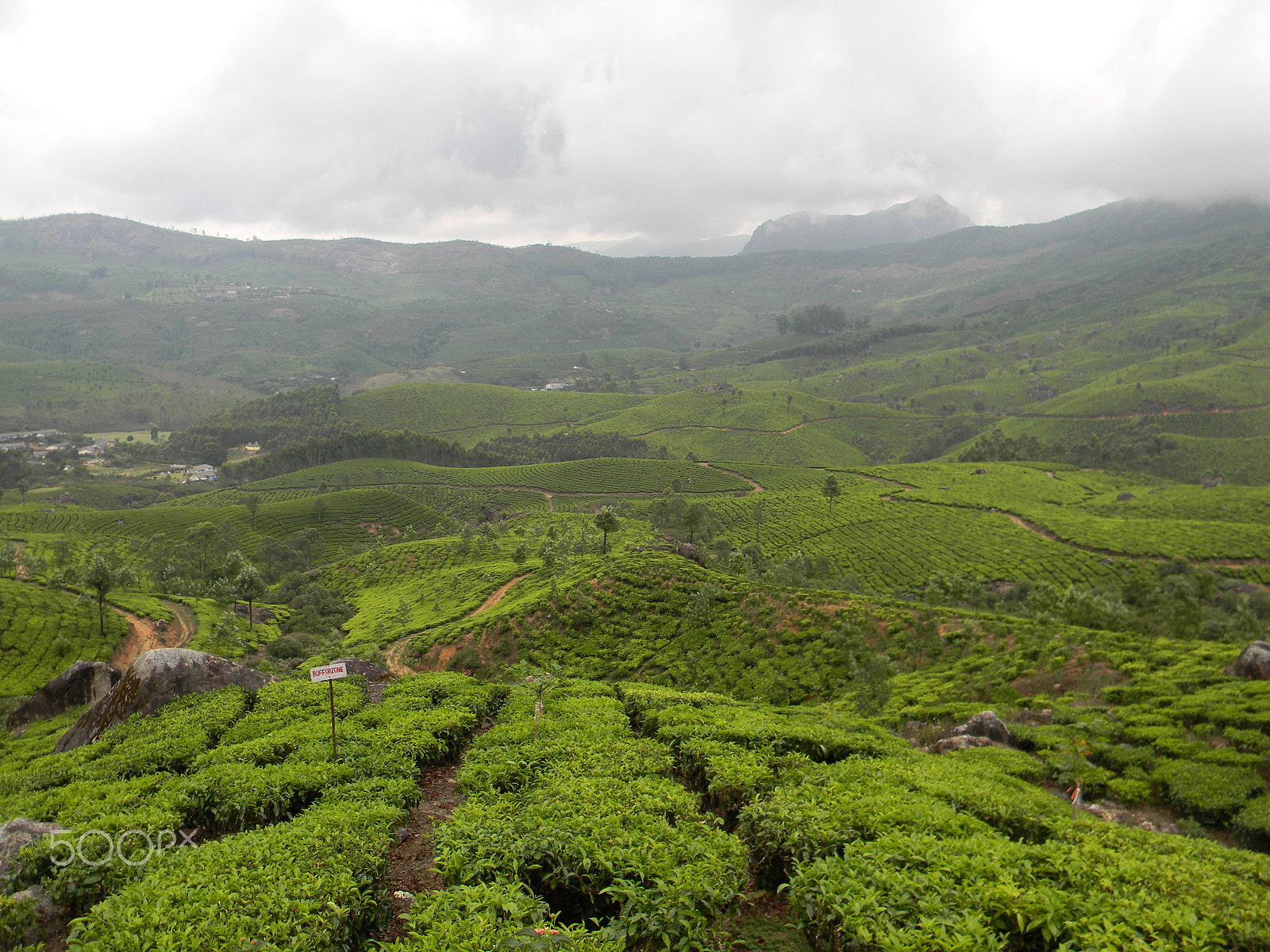 Nikon Coolpix L110 sample photo. Tea estate photography