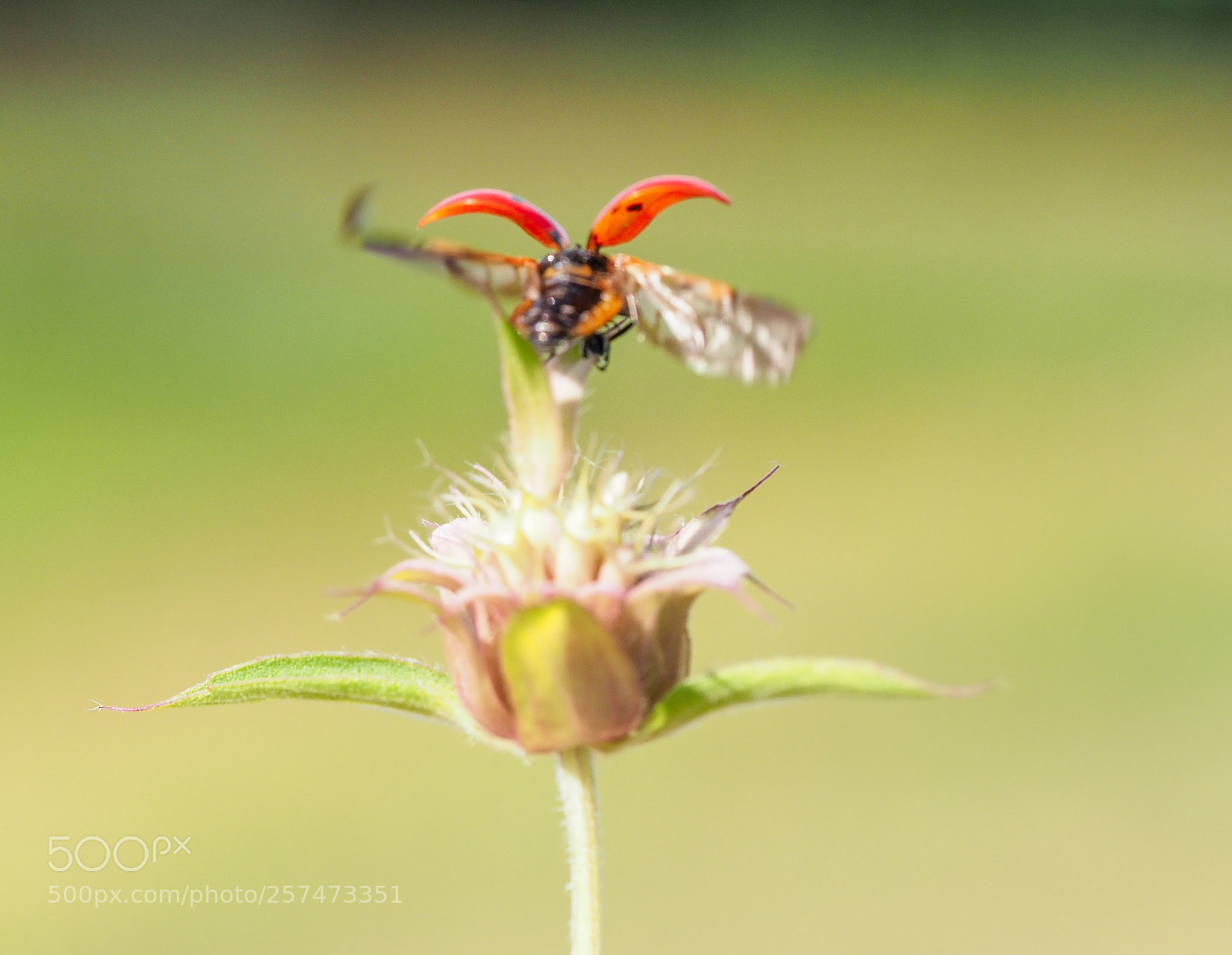 Olympus OM-D E-M1 Mark II sample photo. Ladybug photography