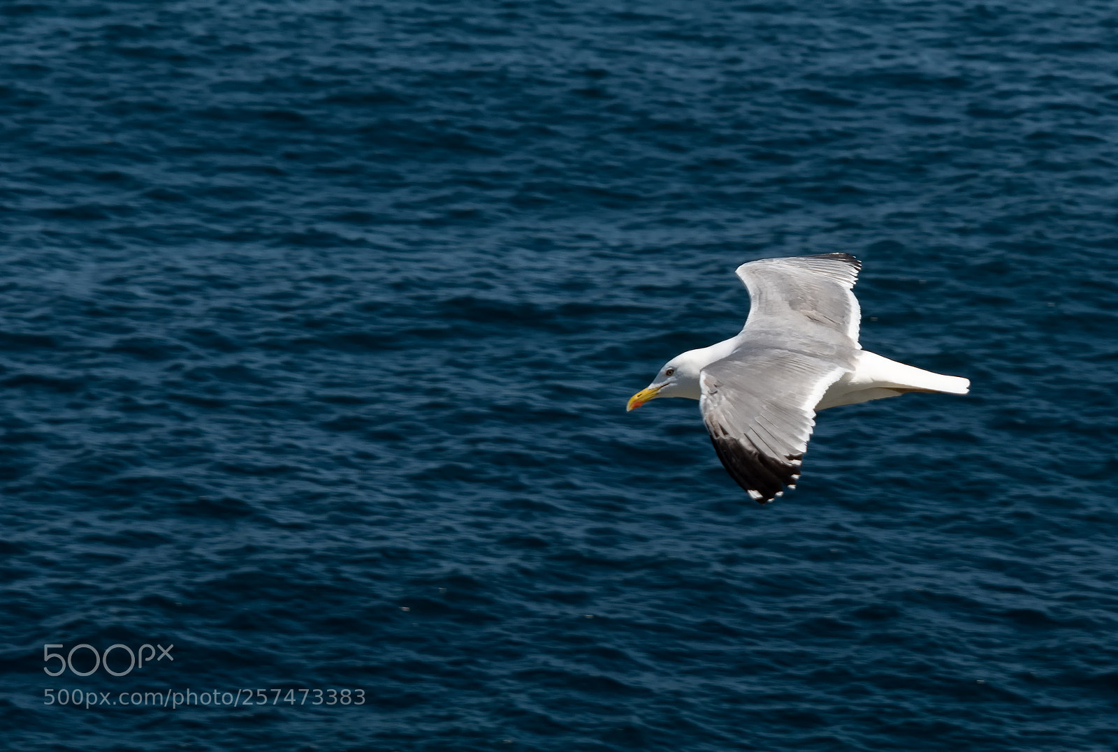 Nikon D500 sample photo. Gaviota photography