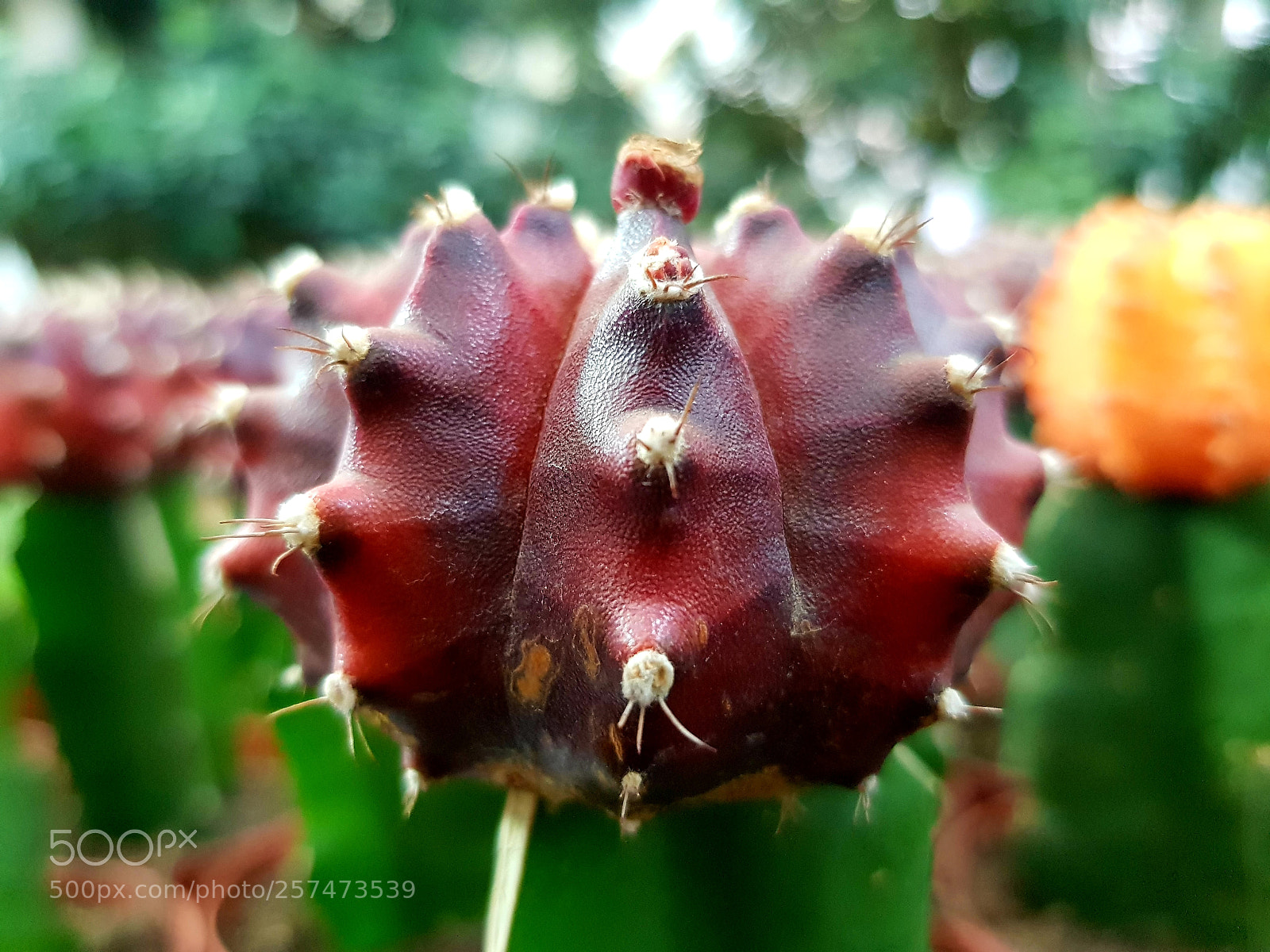 Samsung Galaxy S8+ sample photo. Untitled photography