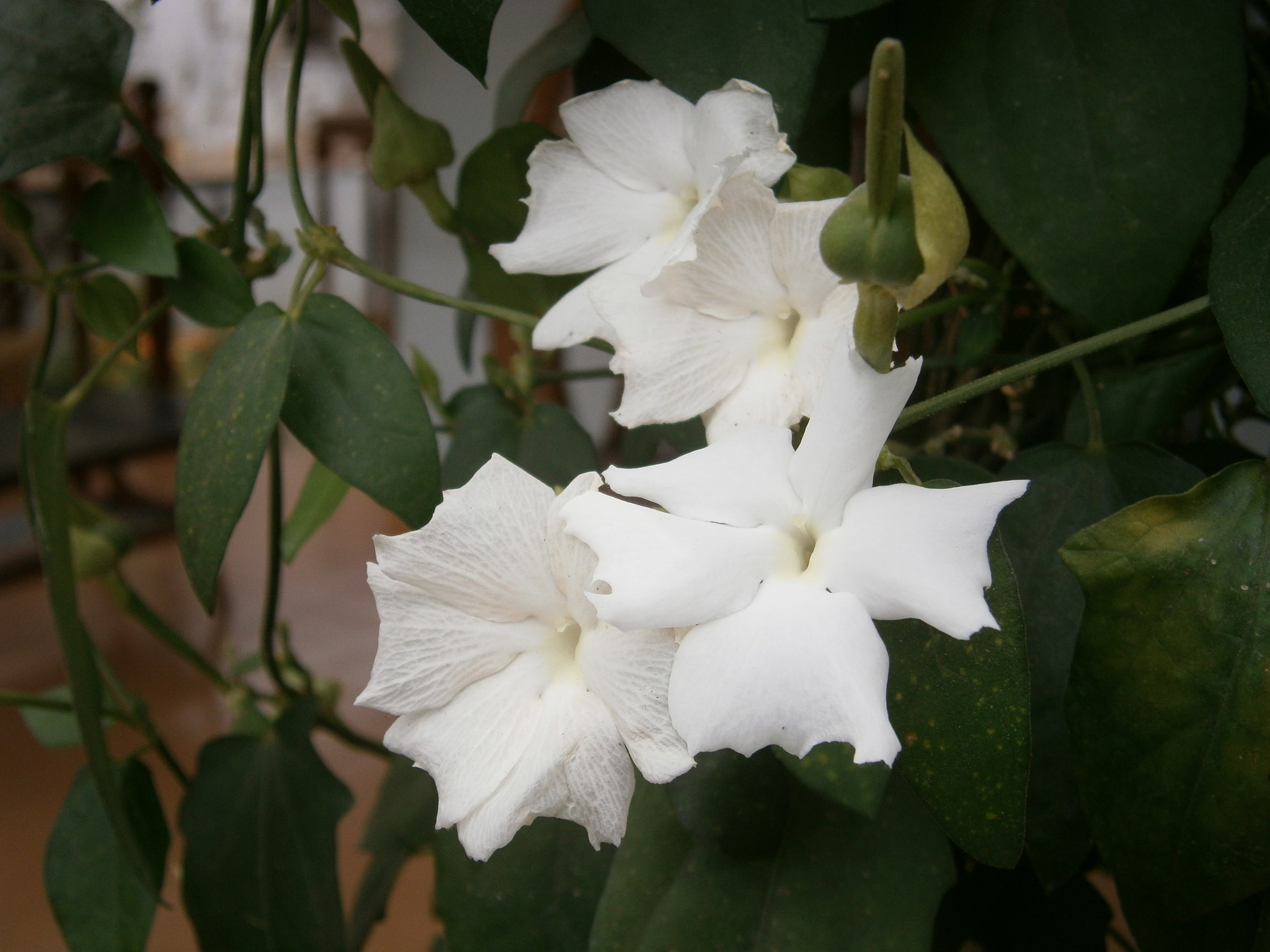 Olympus VG120,D705 sample photo. Flower photography